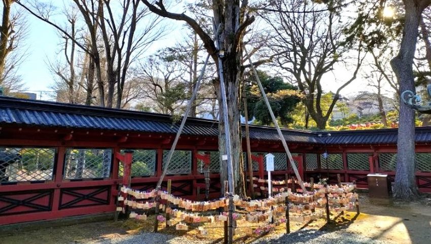 根津神社パワースポットの榧木（カヤ）の木