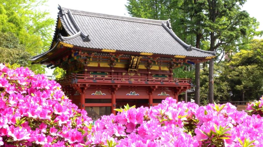 根津神社 つつじまつり