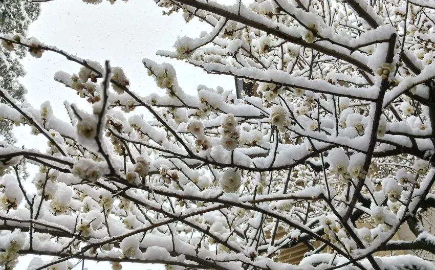 谷保天満宮 雪化粧 飛梅