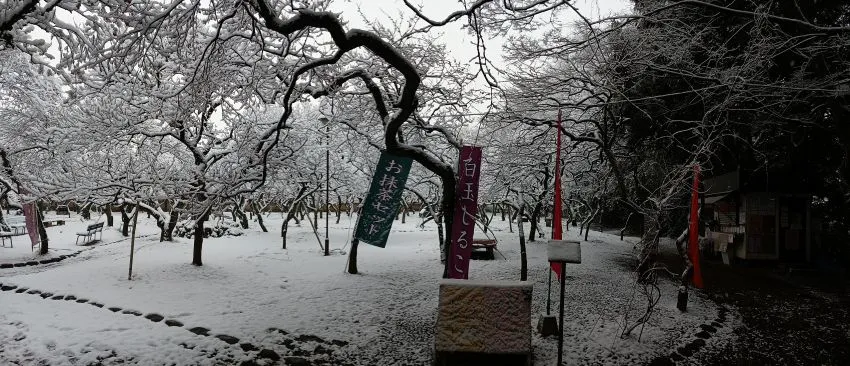 谷保天満宮 雪化粧 梅林