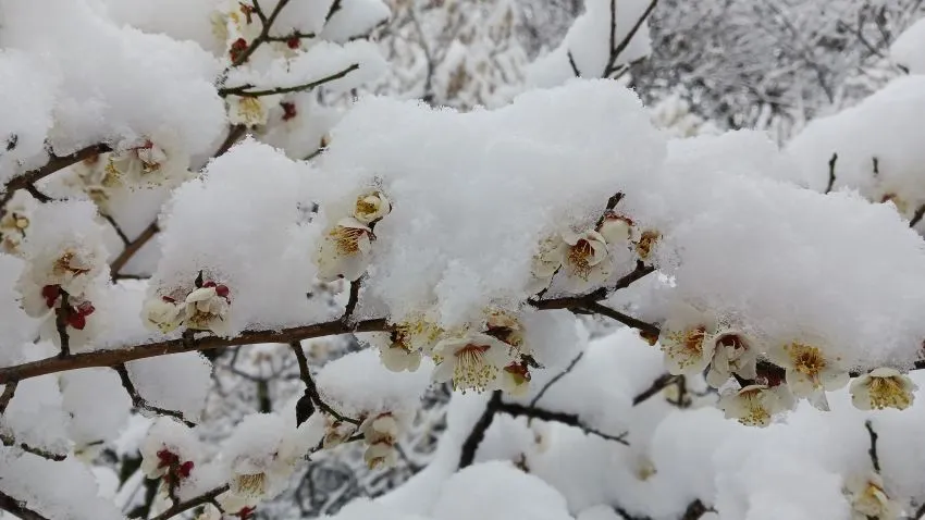 谷保天満宮 雪化粧 梅林