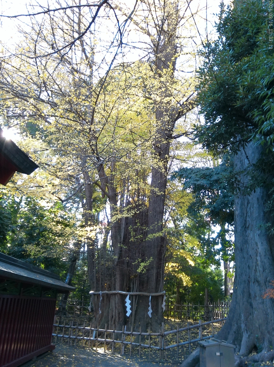 大國魂神社の御神木のイチョウの木