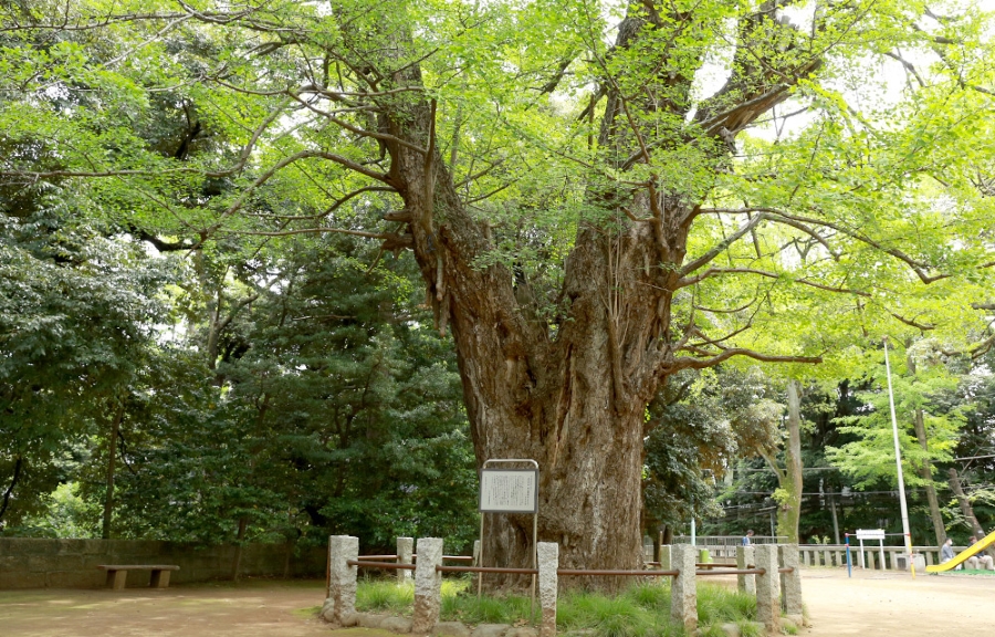 赤坂氷川神社 大イチョウ