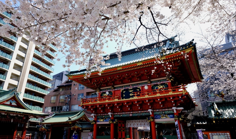 神田明神 神田神社 桜