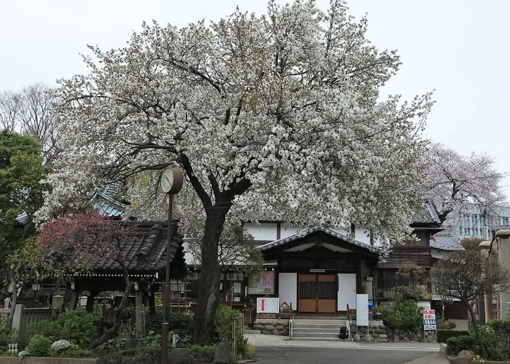 白山神社の白旗桜