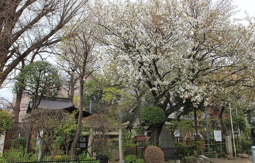 白山神社 白旗桜