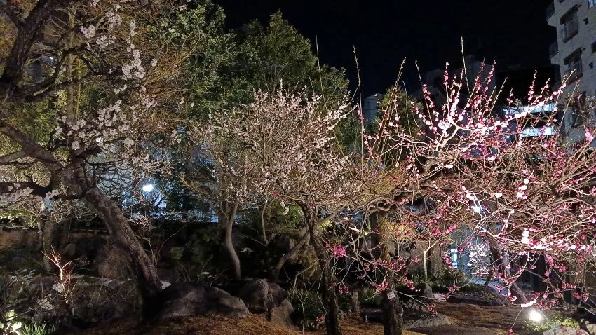 湯島天満宮 梅まつり 夜神梅 ライトアップ