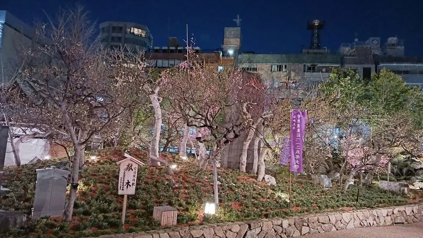 湯島天満宮 梅まつり 夜神梅 ライトアップ