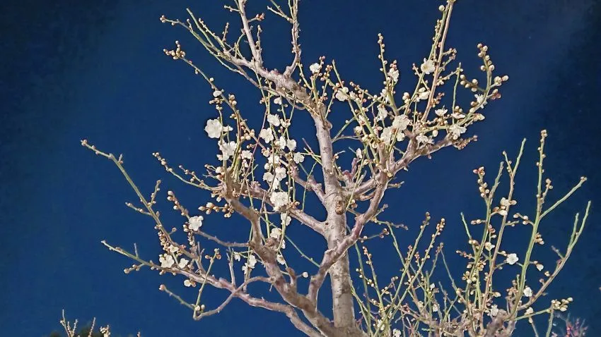 湯島天満宮 梅まつり 夜神梅 ライトアップ