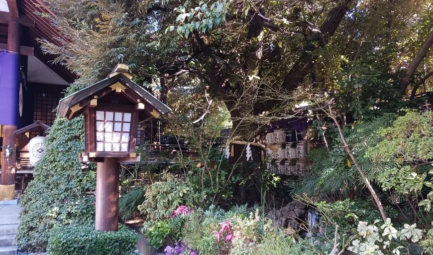 東京大神宮 御神木