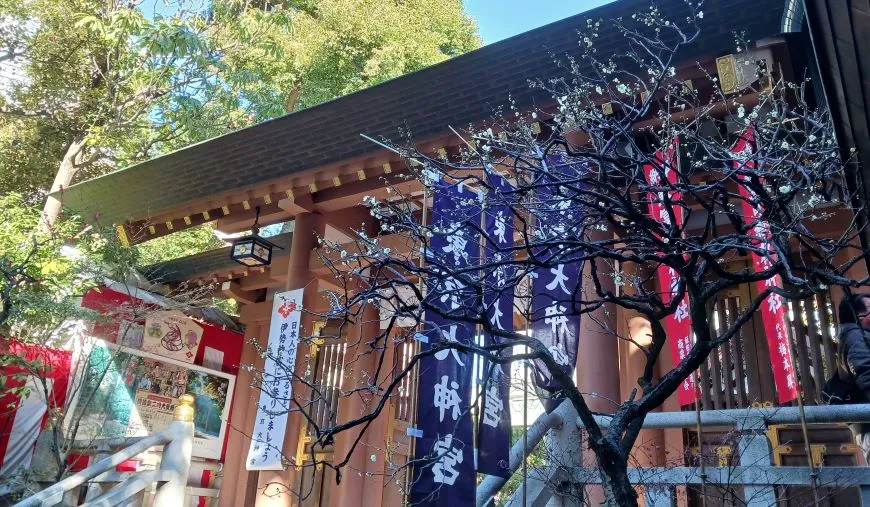 東京大神宮 神門と梅の木