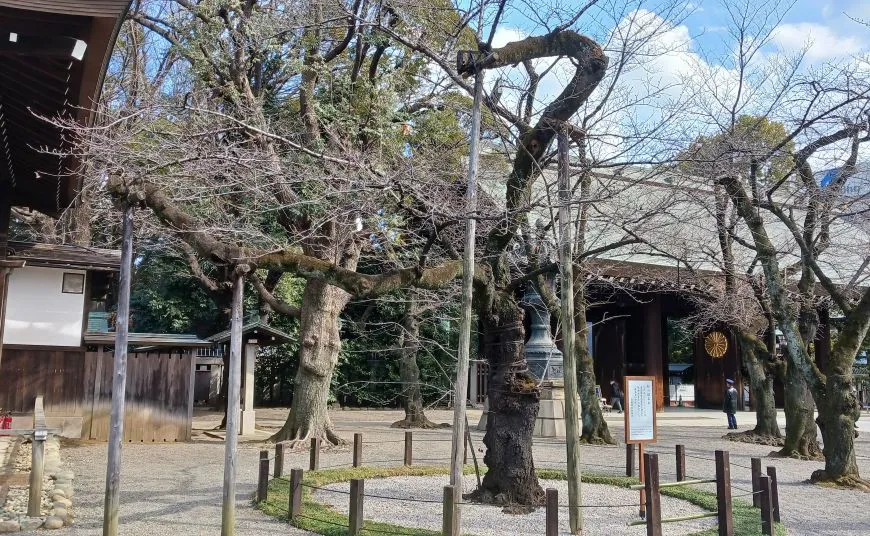 靖国神社 標本木