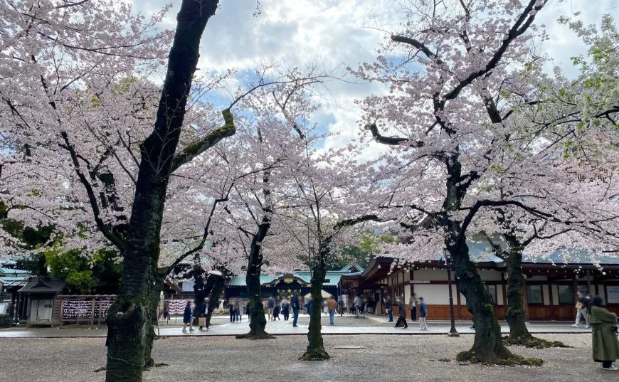 靖国神社 桜