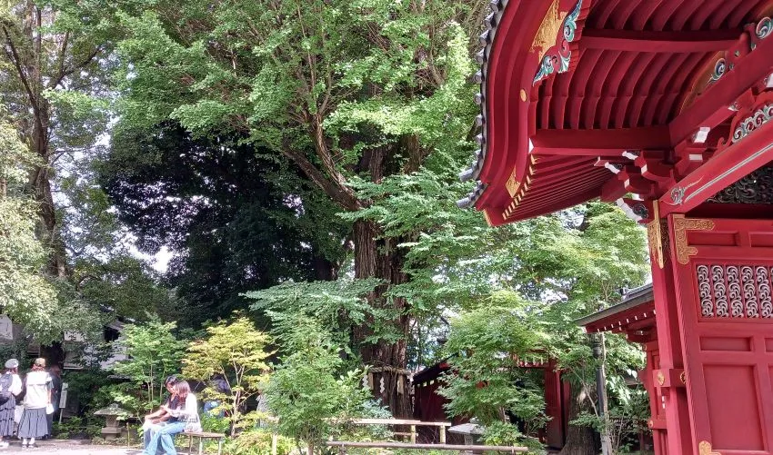 秩父神社 大銀杏 ご神木