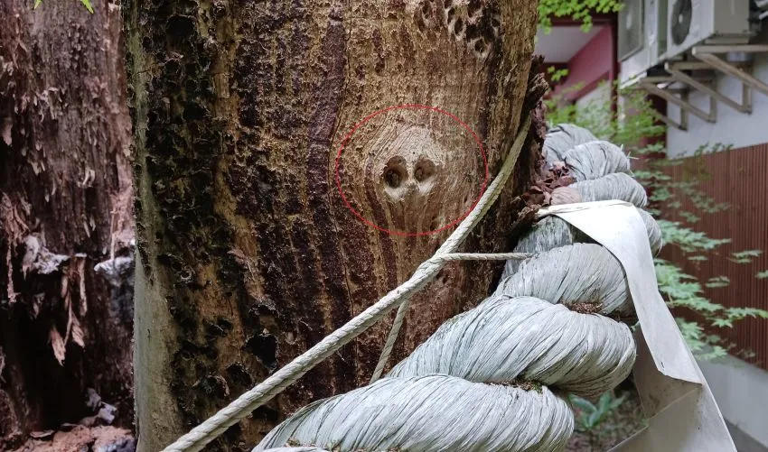 秩父神社 新たなパワースポット 北辰の梟