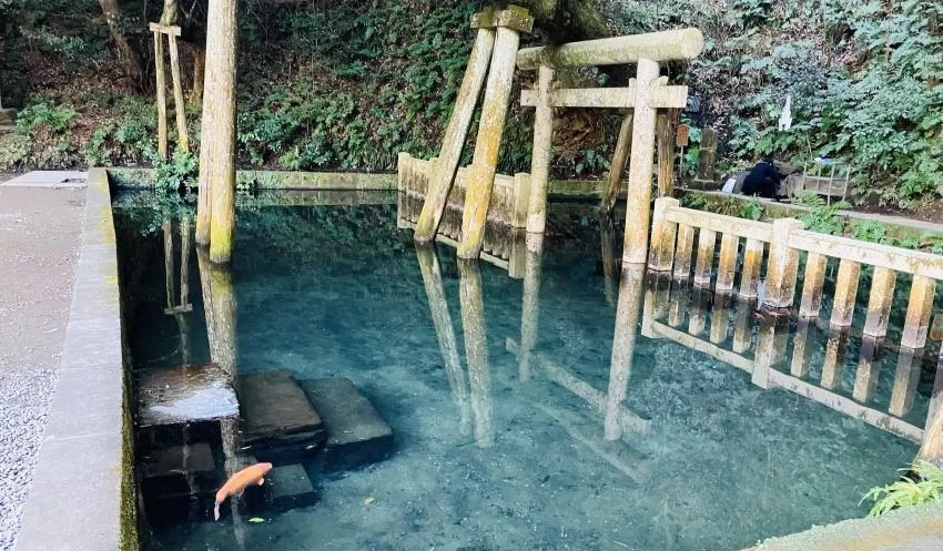鹿島神宮 御手洗池