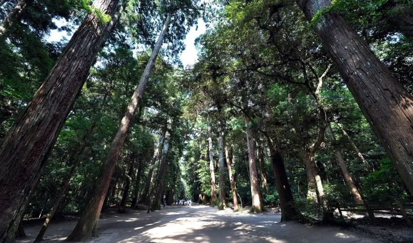 鹿島神宮 奥参道