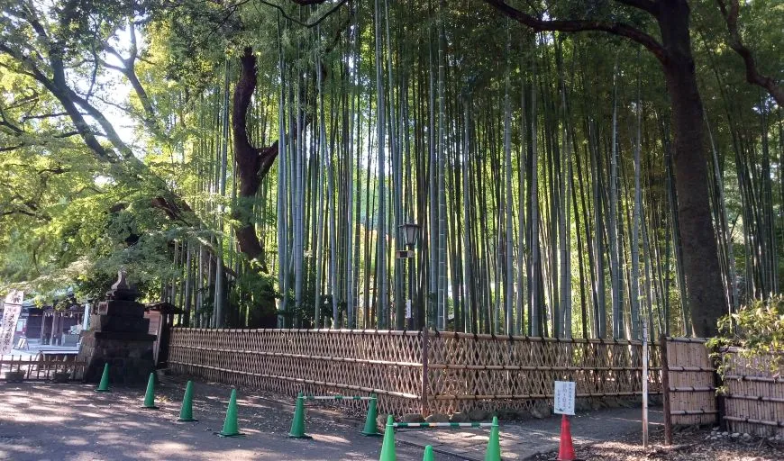 大宮八幡宮 竹林