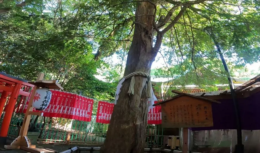 大宮八幡宮 ご神木 共生の木