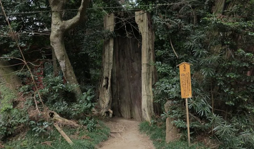 香取神宮 三本杉