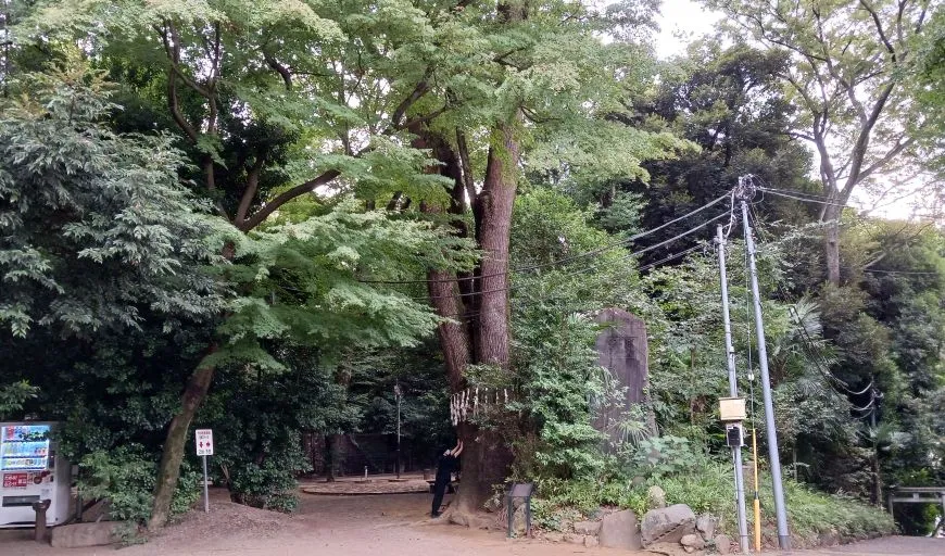 代々木八幡宮 御神木