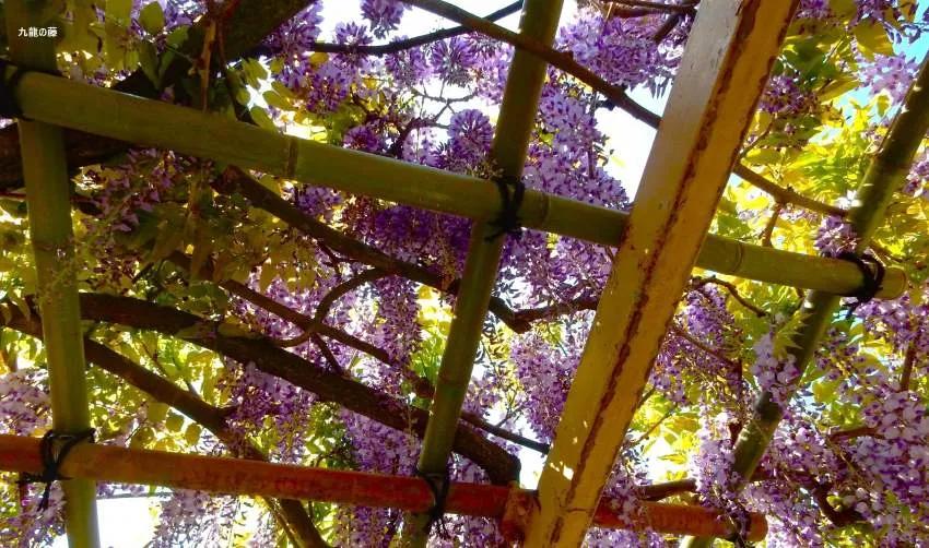 金蛇水神社 九龍の藤