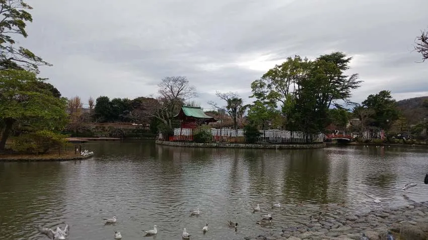 鶴岡八幡宮 源氏池