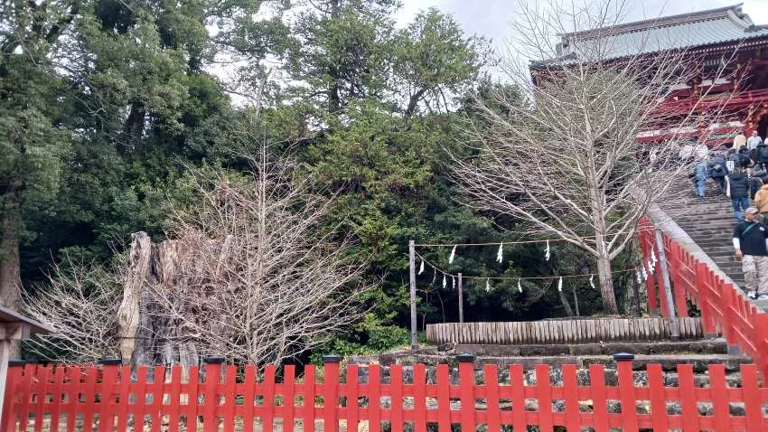 鶴岡八幡宮 親銀杏 子銀杏