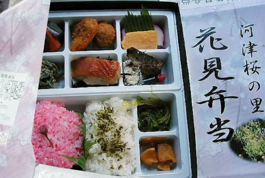川津桜の里 花見弁当