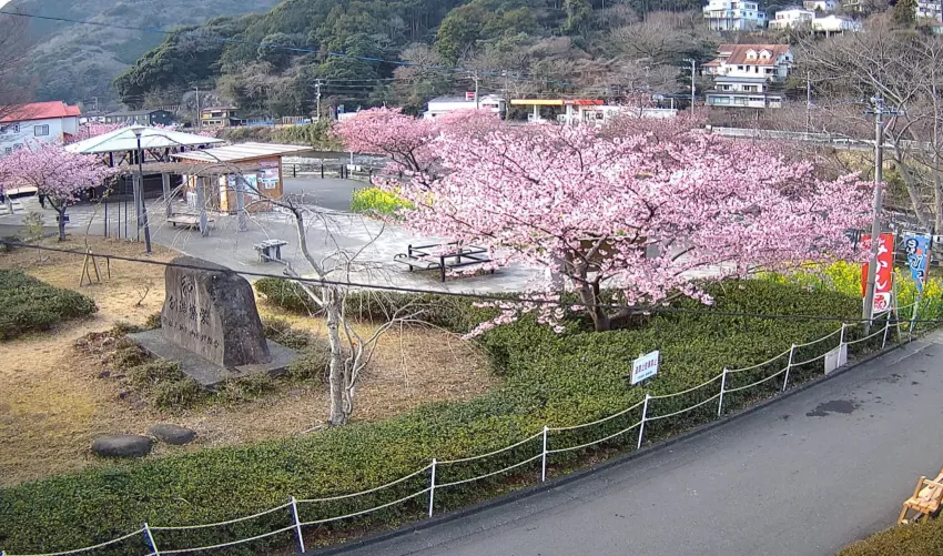 河津桜 笹原公園