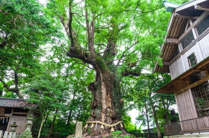 河津来宮神社 御神木 大楠