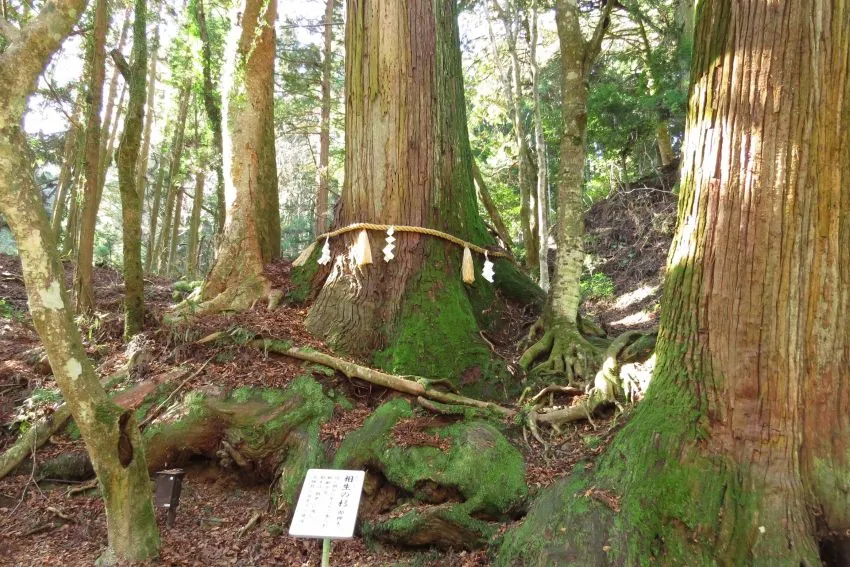 貴船神社 相生の杉