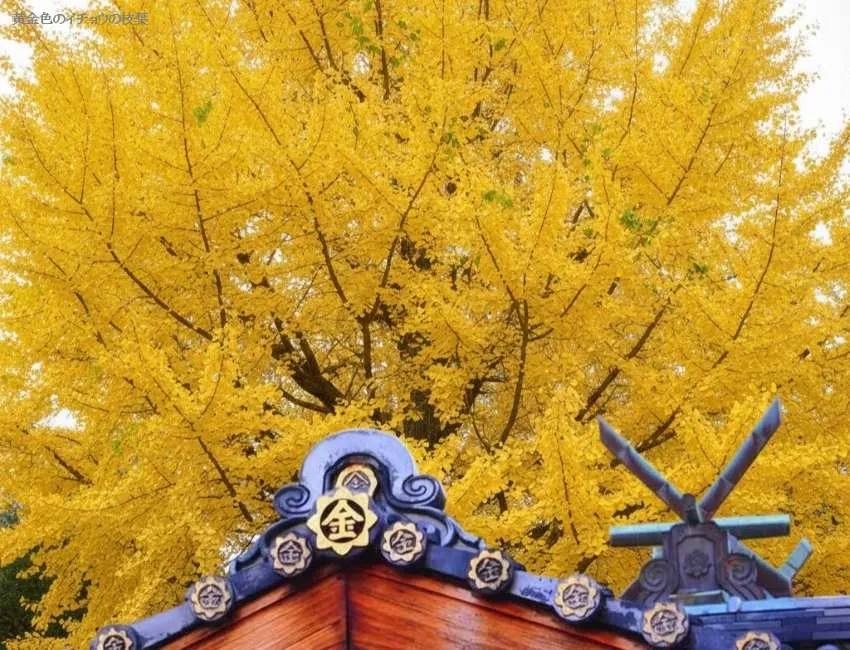 御金神社 イチョウ 御神木