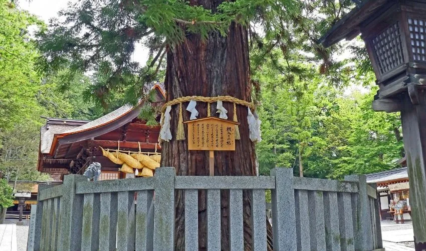 諏訪大社 下社秋宮 根入りの杉