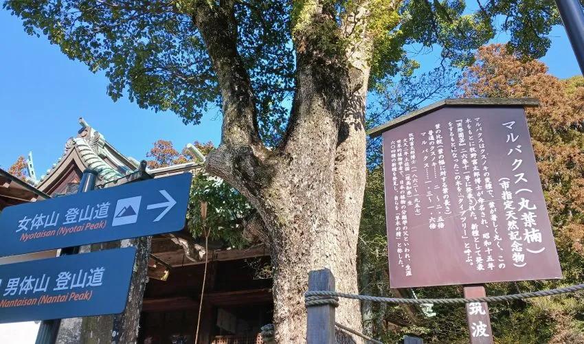 筑波山神社 マルバクス