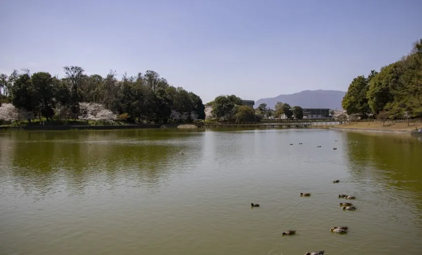 橿原神宮 深田池