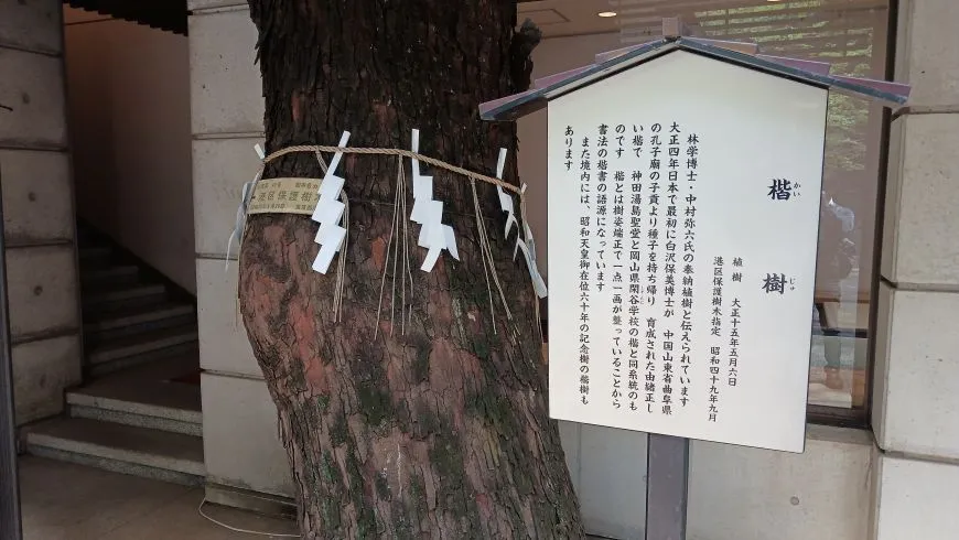 乃木神社 楷樹
