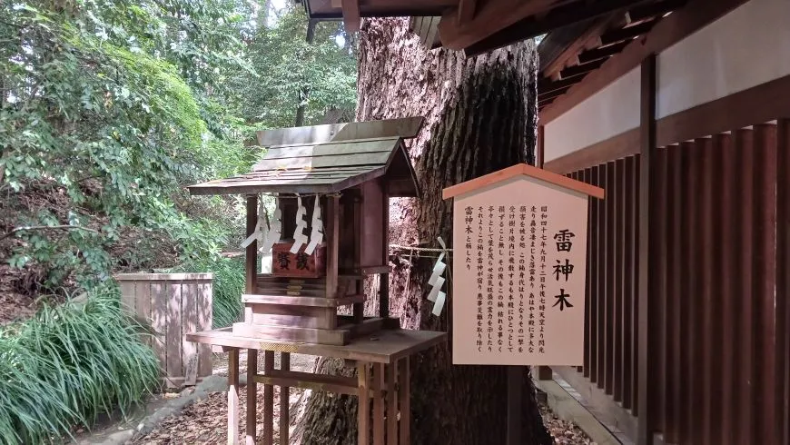 乃木神社 雷神木
