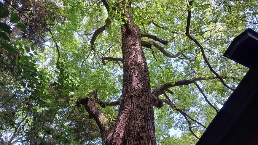 乃木神社 雷神木