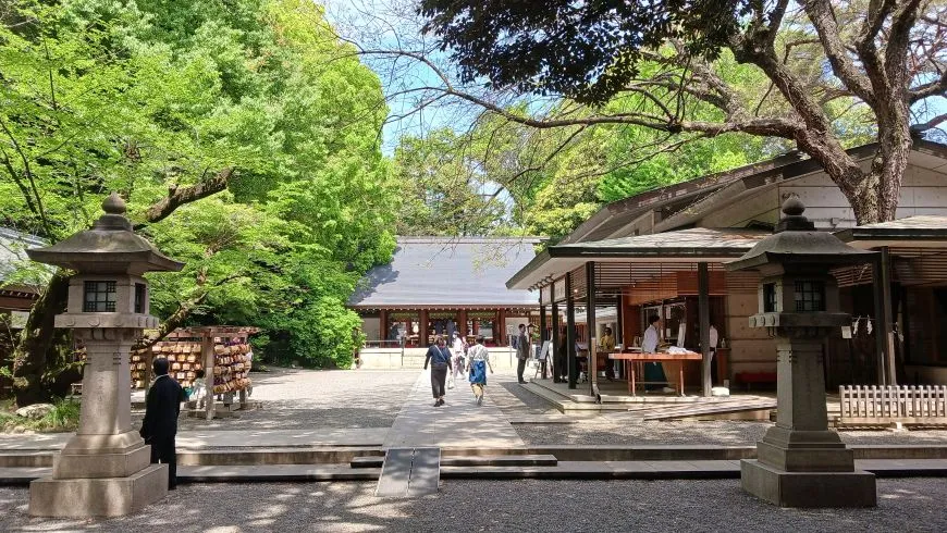 乃木神社 楷樹