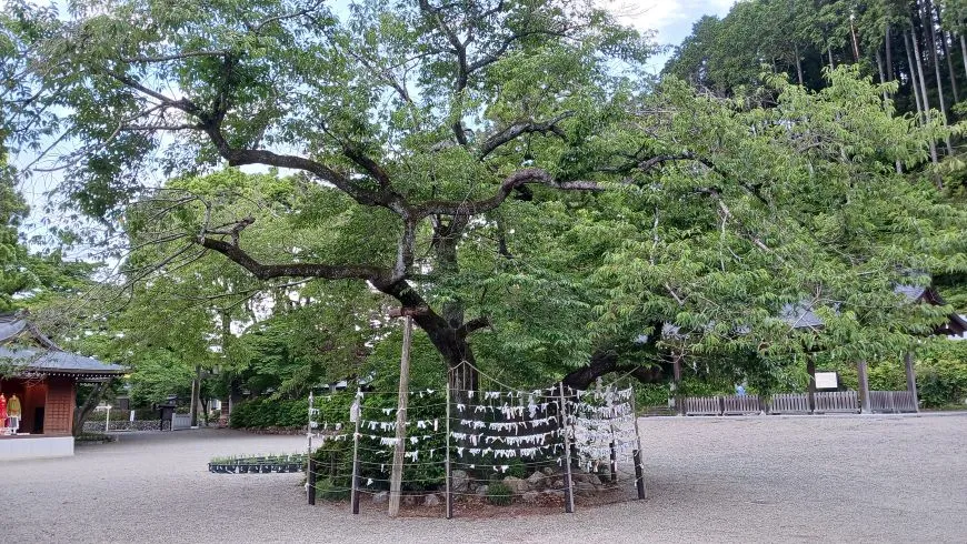 高麗神社 枝垂桜