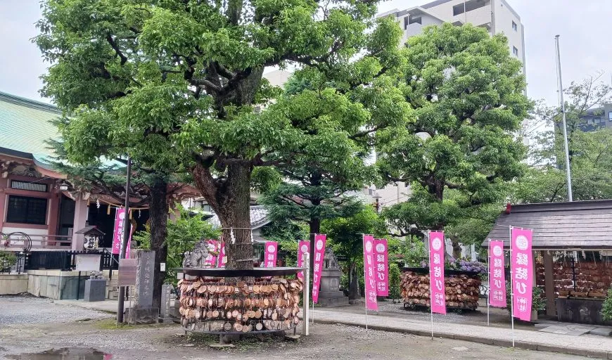 今戸神社 御神木 楠