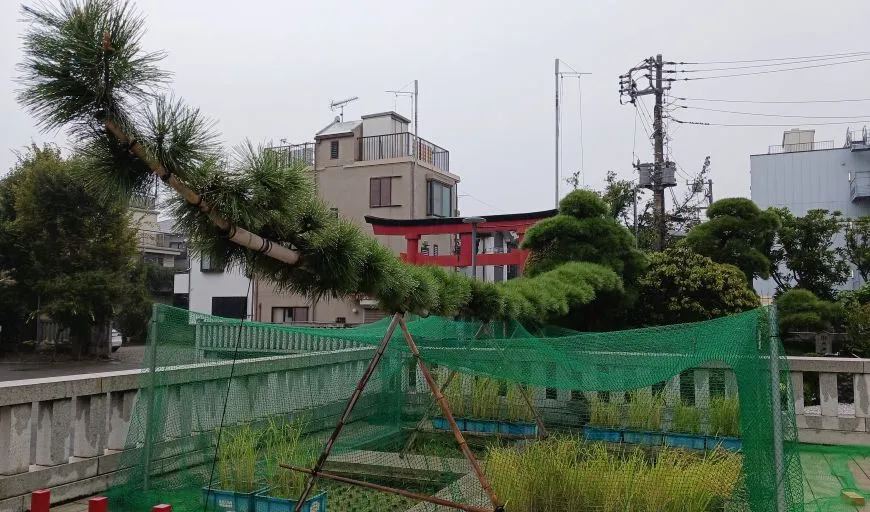 穴守稲荷神社 門祓之松
